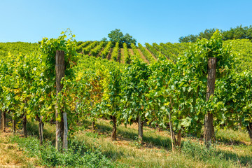 Fototapeta na wymiar Blauer Portugeiser grapes in vineyard