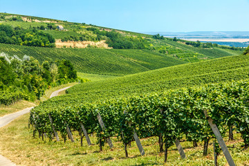 Fototapeta na wymiar Merlot grapes in a vineyard in Villány, Hungary