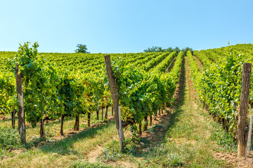 Fototapeta na wymiar Blauburger grapes in a vineyard in Hungary