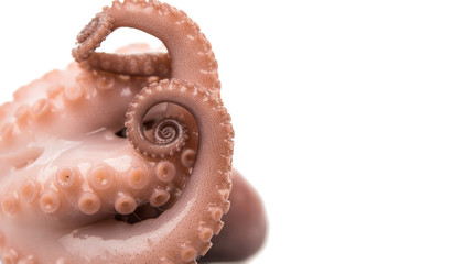 Octopus