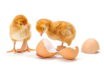 Pair of newborn brown chickens along broken egg shells © Szasz-Fabian Jozsef