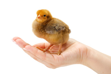 Newborn brown chicken standing in human hand