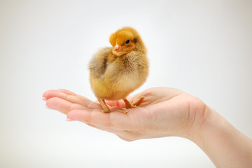 Newborn brown chicken standing in human hand
