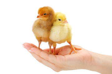 Obraz premium Pair of newborn chickens standing in human hand