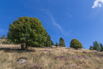 paysage d'Alsace