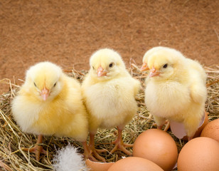 Fototapeta na wymiar Newborn chickens in hay nest along whole and broken eggs