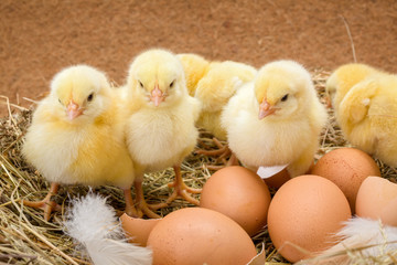 Newborn chickens in hay nest along whole and broken eggs