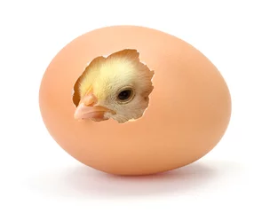 Fotobehang Kip Pasgeboren gele kip uitgekomen