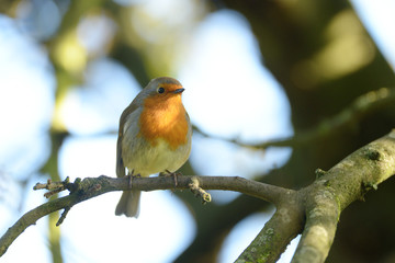 Robin, Erithacus rubecula