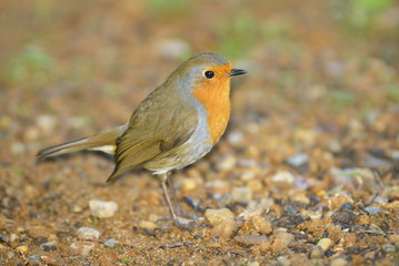 Robin, Erithacus rubecula