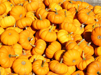 Heap of tiny pumpkins. Background