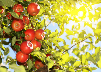 Red apples on branch ready to be harvested. Jonathan apples