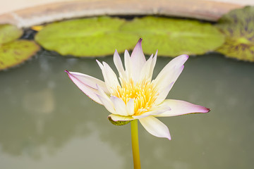 Lotus
