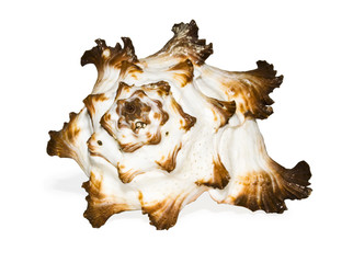 Shell isolated on white + clipping path