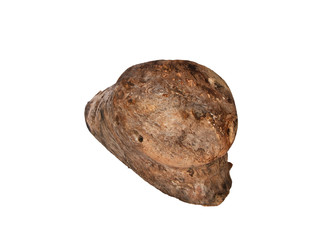 Log isolated on white background.