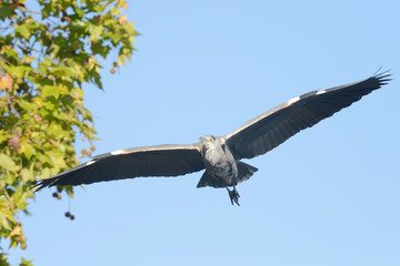 Grey Heron, Ardea cinerea