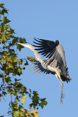 Grey Heron, Ardea cinerea