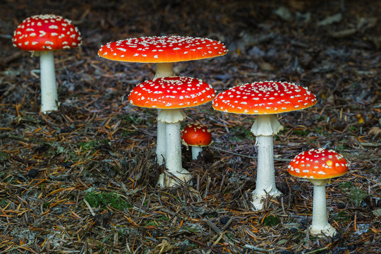 Group of Amanita Muscaria mushrooms in a forest