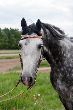 racehorse head close-up