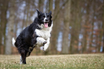 Border collie dog outdoors in nature