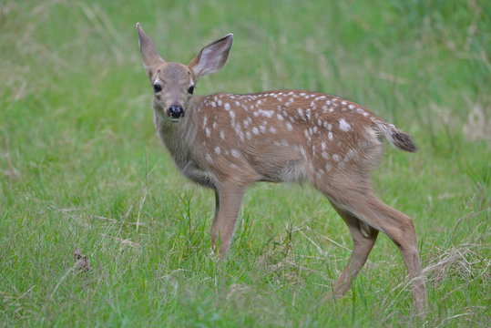 2 242 Best Faon Images Stock Photos Vectors Adobe Stock