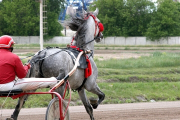 racehorse harnessed to the cart