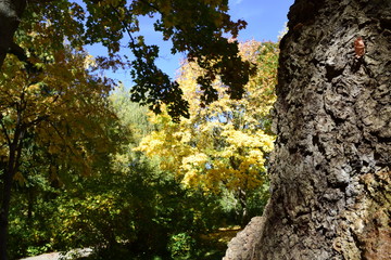 Obraz premium осенний день