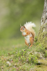 Red Squirrel Posing On The Forest Floor.