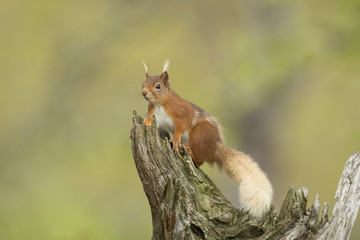 Naklejka na ściany i meble Red Squirrel Posing On An Old Log.