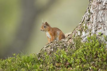 Red Squirrel Sat At The bottom Of A Pine Tree.