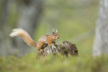 Red Squirrel In A Pine forest Setting.