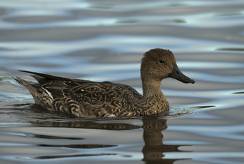 Eurasian Wigeon 