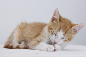 baby cat sleeping