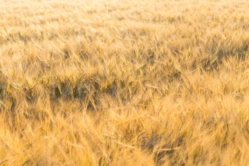 Wheat field