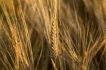 Wheat field