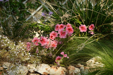 Fototapeta premium Liserons