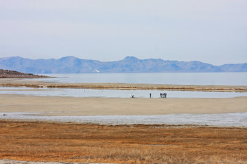 Fototapeta na wymiar Antelope Island, Utah