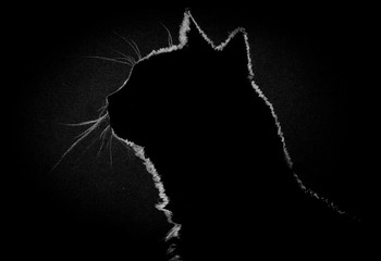 Profile cat in the dark - 92243374