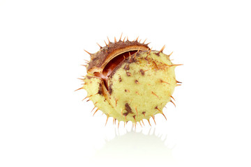 Chestnut isolated on white
