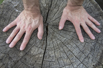 мужские руки/руки на срезе старого дерева © masha500