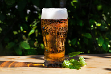 glass of beer with hops on the wooden sun, garden, street