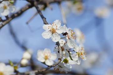 Spring Tree Blossom