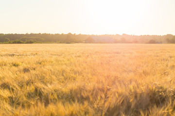 Obraz premium Wheat field