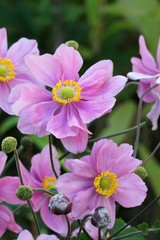 Anemone japonica