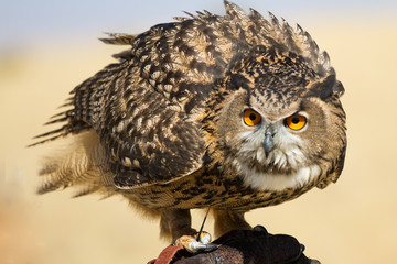 Owl staring at the camera