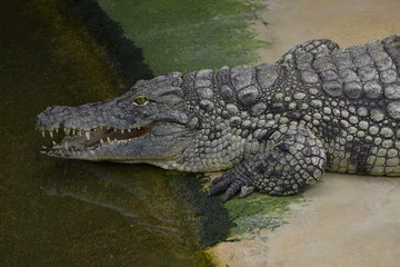 Papier Peint photo Crocodile crocodile du Nil à l'apéro