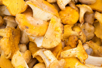 Chanterelle mushrooms background