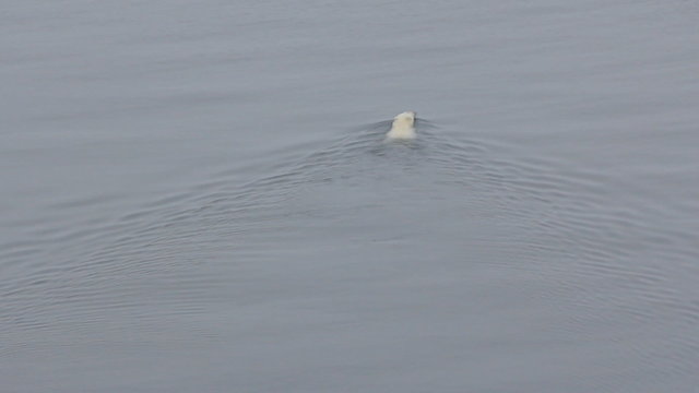 Wonderful swimmer 2. Polar bear swims through the Barents sea