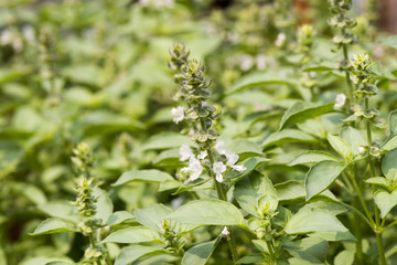 Ocimum basilicum, vegetables and herbs with medicinal properties.