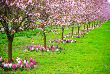 Fototapeta premium Wiśnie z rzędu. Ogród wiosna kwiat.